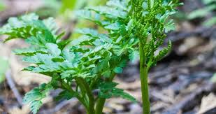 Image result for Ophioglossaceae