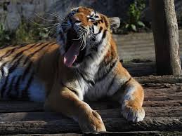 Dalam sebuah wawancara di acara infotainment, kurdi. Kebun Binatang Harimau Amur Foto Gratis Di Pixabay