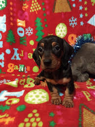 Lenny, terrier (unknown type, medium) for adoption in fond du lac, wisconsinlenny, terrier for adoption in fond du lac, wi. Dachshund Puppies For Sale Portage Wi 320549 Petzlover