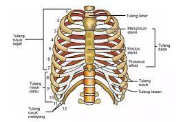 Maybe you would like to learn more about one of these? Tulang Rusuk Pengertian Struktur Fungsi Jenis Penyakitnya