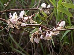 Image result for Abrus melanospermus