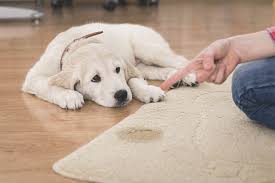 Wenn du gestank aus der wohnung entfernen möchtest, können dir einfache hausmittel helfen. Wie Kann Man Den Geruch Von Hundeurin Loswerden