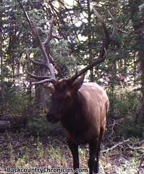 Since wapiti ranch is privately owned you are guaranteed an authorization tag, so there is no need to go through the public draw. Diy Western Elk Hunt For 1 000 Budget In 2020
