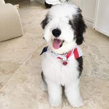 Looking for a puppy or dog in texas? About Sheepadoodles Sheepadoodles By Design