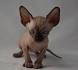 Sphynx Kittens For Sale [ Cheap] - Fast Delivery with no ...