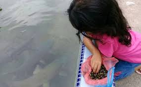 Ada juga pertunjukan musik tradisional. Wisata Ikan Sakti Sungai Janiah
