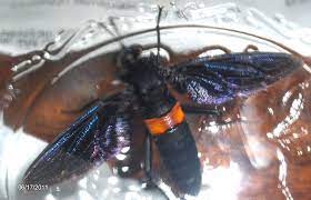 These insects, which were first brought to north america in 1840, differ from most wasp species in that they are active day and night, so be careful when treating them. Mydas Fly What S That Bug