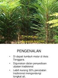 How to recognize the tongkat ali plant. Selembaran Tongkat Ali
