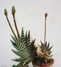 More light, i'd get a clay pot with drain holes, that is short and squat and the same diameter as the one it is in. Aloe Barbadensis Aloe Vera Guide Our House Plants
