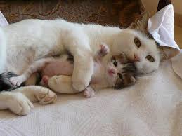 Kucucuk Yavrulariyla Minnosluguna Minnosluk Katmis 38 Kedi Kittens Cutest Mama Cat Baby Animals