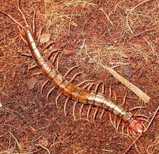 Prokuratura krajowa poinformowała, że podejrzany o szereg poważnych przestępstw zbigniew stonogi (zgodził się na podanie nazwiska i wizerunku) został dziś sprowadzony do polski. Photography Stonoga Steemit