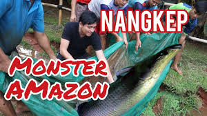 Check spelling or type a new query. Pindahin Ikan Monster 100 Kg Raksasa Air Tawar Pirarucu Arapaimangigas Ikanraksasa Youtube