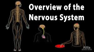 Central nervous system the central nervous system (cns) consists of the spinal cord and the brain. Overview Of The Nervous System Animation Youtube