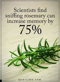 Scientists Find Snuffing Rosemary Can Increase Memory By 75 Quotes