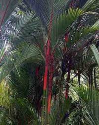 Dalam bahasa hindi buah ini dipanggil supari dan. Palem Merah Pinang Merah Cyrtostachys Renda Maskot Jambi Alamendah S Blog