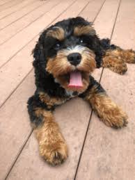 These fur babies are our newest addition to the cavapoos r us family. Cavapoo Cavoodle Puppies For Sale In Il Dreamcatcher Hill Puppies