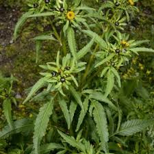 Image result for Porphyrostemma grantii