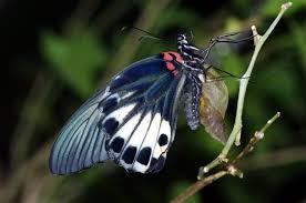 ã€Œè›¹ã€çš„åœ–ç‰‡æœå°‹çµæžœ