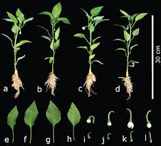 Check spelling or type a new query. Silicon Induces Hormetic Dose Response Effects On Growth And Concentrations Of Chlorophylls Amino Acids And Sugars In Pepper Plants During The Early Developmental Stage Peerj