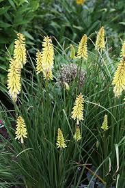 Image result for Kniphofia princeae