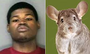Maybe you would like to learn more about one of these? Man Dug Up Girlfriend S Dead Pet Chinchilla And Sent Photos Of It To Her Cellphone Daily Mail Online