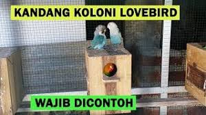 Membuat kandang baterai bisa menggunakan bambu atau kawat. Kandang Lovebird Koloni Minimalis Dari Baja Ringan Yang Baik Dan Sederhana Youtube
