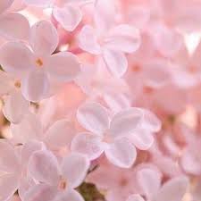 Pinkaesthetic Aesthetictumblr Aesthetic Pink Flower Flowers Lightpink Pastel Flower Aesthetic Pink Flowers Beautiful Flowers