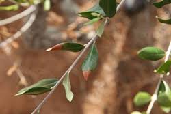 Image result for xylella fastidiosa oleander symptoms
