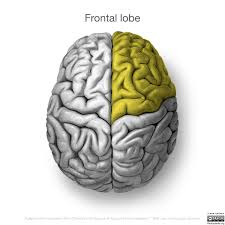 Image result for Frontal Lobe