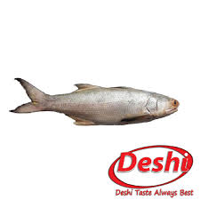 Ikan_patin ретвитнул(а) people doing epic things. Keski Fish In English