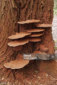 Image result for Ganoderma applanatum