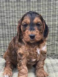 No cockapoos for adoption in new jersey. Cockapoo Rescue Nj