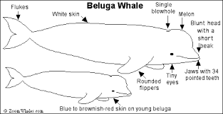 beluga whale