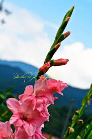 Image result for Gladiolus microspicatus