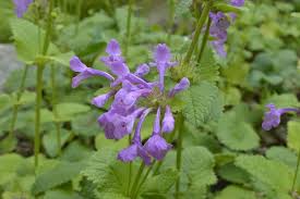 Plant in rock gardens, borders, herb gardens or naturalized plantings. 6 Different Types Of Catmint Flowers Home Stratosphere