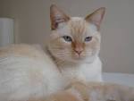 Siamese Cat Breed Profile | Petfinder