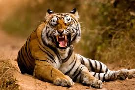 Prime minister narendra modi extended greetings to wildlife lovers on the occasion of international tiger day. Ju7rrkzcfc69em