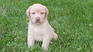 Puppies should have been wormed at 3 and 5 weeks with a mild wormer, and will need a stronger one at 7 to 8 weeks. Newt Regal Labradors Llc