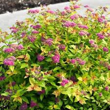 Image result for Spiraea x bumalda ´Crispa