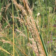 Image result for Sorghastrum