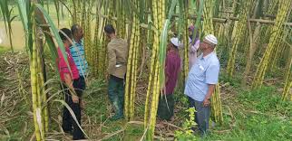 Kuning kehijauan yang menjadikan halia sesuai sebagai tumbuhan hiasan. Pertanian Satu Perniagaan Tanam Tebu Berkelompok Jana Ekonomi Pemuda B40 Kampung Serian Malaysia Aktif