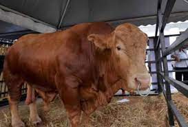 *bungalow untuk dijual area melekek alor gajah *tanah seluas 2 ekar * geran 1 nama *ada 2 gazebo *ada rumah pembantu/pekerja *termasuk 6 pintu rumah. Lembu Sado Di Kelantan Akan Diperdengarkan Al Quran Untuk Mendapatkan Daging Lembut Isu Semasa Semasa Forum Cari Infonet