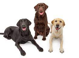 Labrador Erziehung Besondere Eigenschaften Von Labrador Retrievern