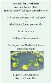 Most of the foods we eat today were. Transgenic Plants Genetically Modified Crops Gm Crops Biotechnology
