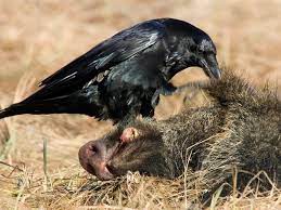 Mar 21, 2021 · librivox about. After The Chernobyl Nuclear Disaster Animals Thrive Without Humans