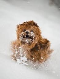 Omg Tyson It S A Tiny Chewbacca In The Snow Kelly Teske Goldsworthy Frazier Verderber Star Wars Humor Funny Star Wars Pictures Star Wars Pictures