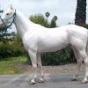 Likewise, with a $500 to $1,000 horse, these are often youngsters with little training or handling; Https Encrypted Tbn0 Gstatic Com Images Q Tbn And9gcsy6j18yblonr6mwphtfrc3rkvnjyanfqhcau7renvbyorrky5u Usqp Cau