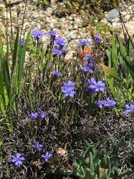 Image result for Aristea angolensis