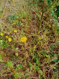 Image result for Pentanema indicum