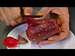 Think santa bells stantler model was if my floating chandelier suddenly brought a cactus fruit to me, i'd have so many questions. Cactus Fruit Taste Test Youtube